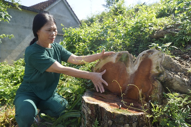 Người lạ ngang nhiên vào vườn cha mẹ quá cố đào trộm cây, góa phụ cầu cứu- Ảnh 2.