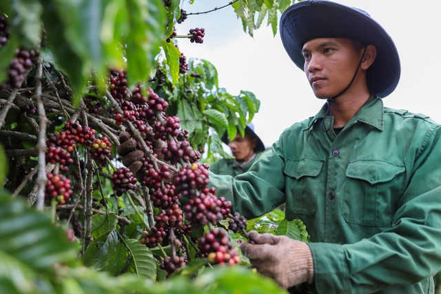 Giá cà phê tăng trở lại- Ảnh 1.