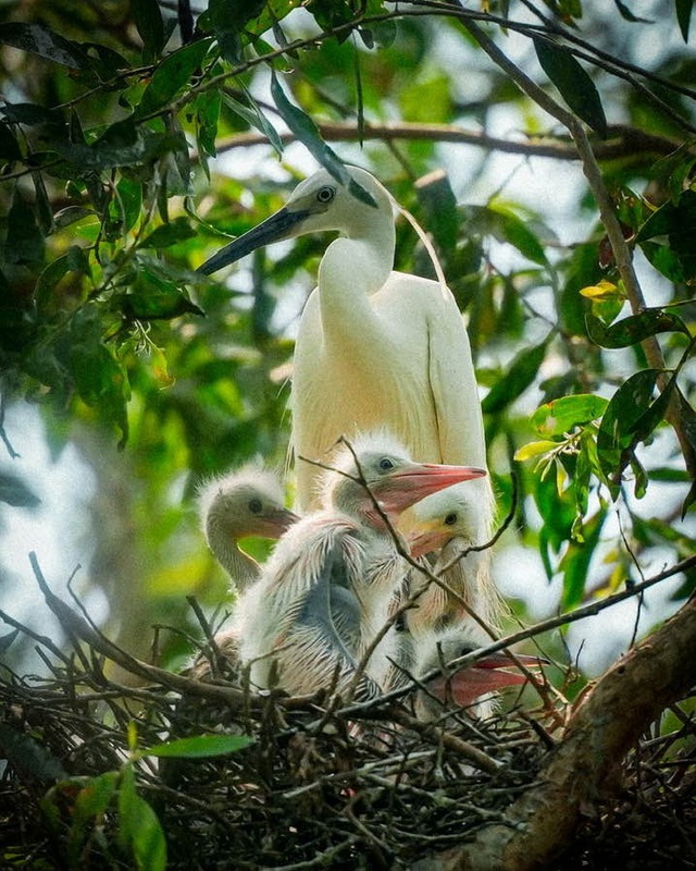 Mùa chim xây tổ... - Truyện ngắn dự thi của Trần Văn Lợi- Ảnh 1.