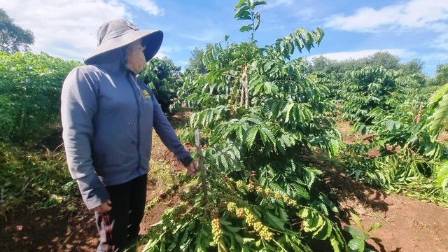 Nông dân lo lắng trước nạn hái trộm cà phê- Ảnh 1.