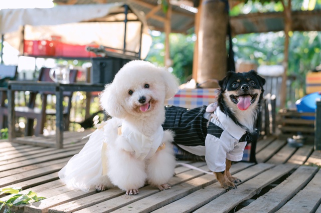 Độc lạ đ&aacute;m cưới cho&hellip; ch&oacute; t&ecirc;n Cọp, Gấu: Lan tỏa t&igrave;nh y&ecirc;u thương động vật- Ảnh 3.