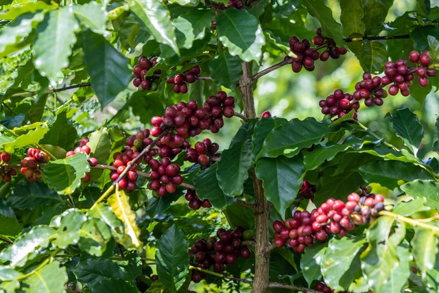 Giá cà phê robusta thẳng tiến đến mốc 5.000 USD/tấn- Ảnh 1.