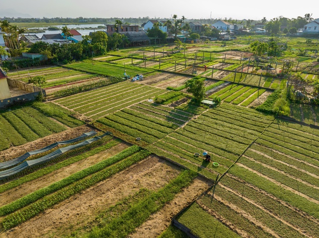 Làng rau Trà Quế là Làng du lịch tốt nhất thế giới- Ảnh 3.