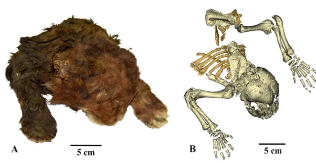 Phát hiện thú vị từ xác ướp mèo răng kiếm Kỷ băng hà- Ảnh 1.