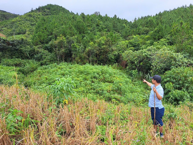 Kon Tum lại 'nóng' chuyện phá rừng làm nương rẫy- Ảnh 4.