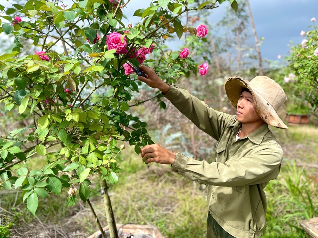 Chàng trai có doanh thu tiền tỉ từ trồng hoa hồng cổ- Ảnh 1.