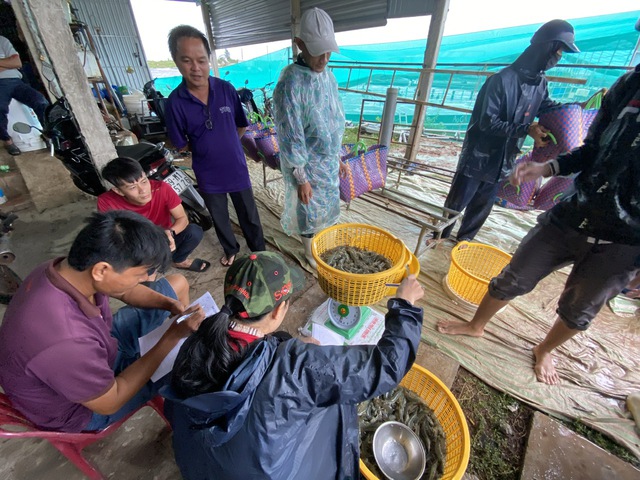 Trung Quốc tăng mua, giá tôm tăng mạnh- Ảnh 1.