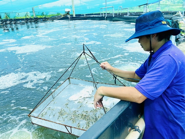 Nông sản 'ngấm đòn' biến đổi khí hậu: Con tôm cũng khổ vì thời tiết- Ảnh 2.