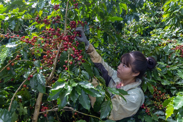 Giá cà phê nổi sóng
- Ảnh 1.