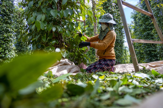 Chủ tịch hiệp hội giải thích nguyên nhân vì sao giá tiêu tăng, giảm đột ngột- Ảnh 1.