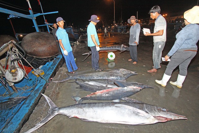 Đà Nẵng xử lý nghiêm tàu cá vi phạm quy định chống IUU- Ảnh 1.