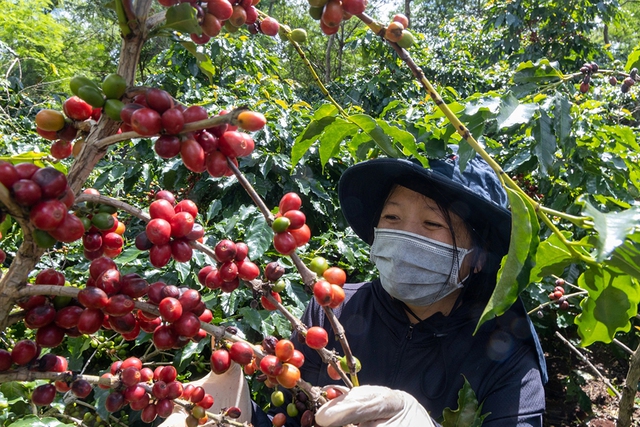 Giá cà phê tăng vùn vụt, chuyện gì đang xảy ra?- Ảnh 1.