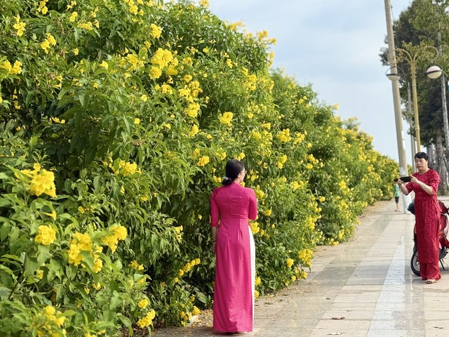 Đường hoa chuông vàng 'độc nhất' Bình Dương, hàng trăm người đến chụp hình- Ảnh 2.