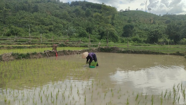 'No cái bụng' nhờ cánh đồng thanh niên- Ảnh 4.