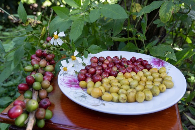 Giá cà phê biến động trái chiều- Ảnh 1.