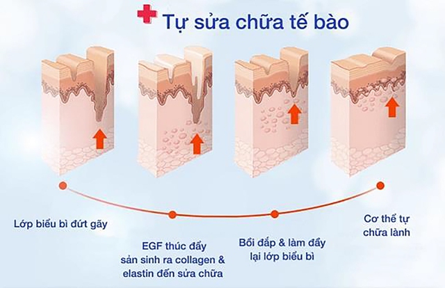 Yếu tố tăng trưởng EGF là gì? Tại sao trở thành xu hướng trẻ hóa làn da?- Ảnh 2.