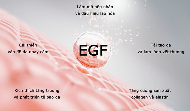 Yếu tố tăng trưởng EGF là gì? Tại sao trở thành xu hướng trẻ hóa làn da?- Ảnh 3.