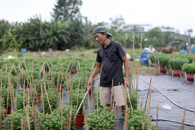 Hoa kiểng tết 'co ro' vì mưa, lạnh trái mùa ở Nam bộ- Ảnh 1.