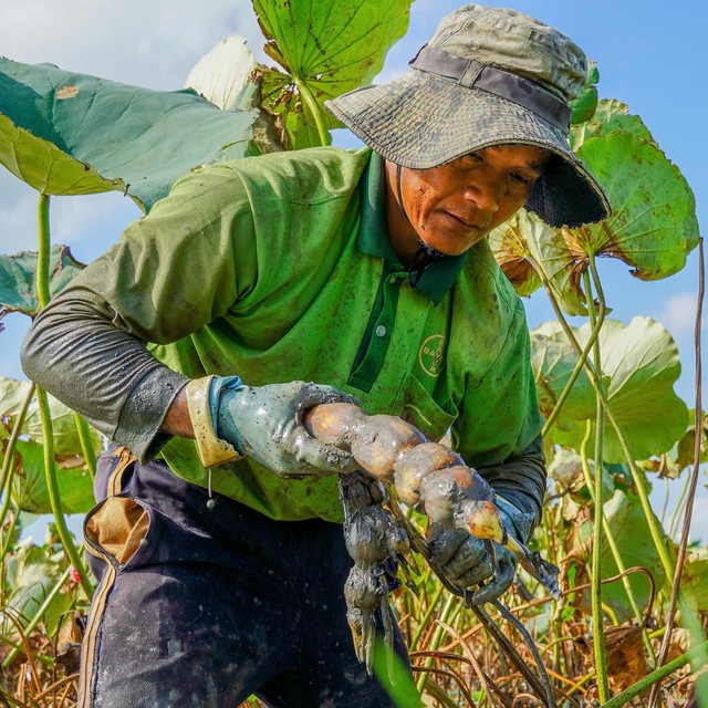 Đồng hương Lê Tuấn Khang ra đồng thu hoạch củ sen, kiếm tiền kha khá mỗi ngày- Ảnh 3.