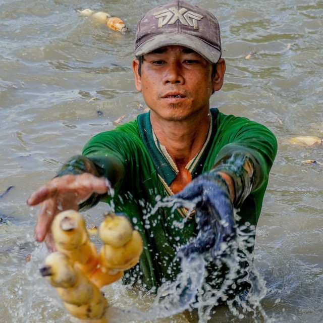 Đồng hương Lê Tuấn Khang ra đồng thu hoạch củ sen, kiếm tiền kha khá mỗi ngày- Ảnh 6.