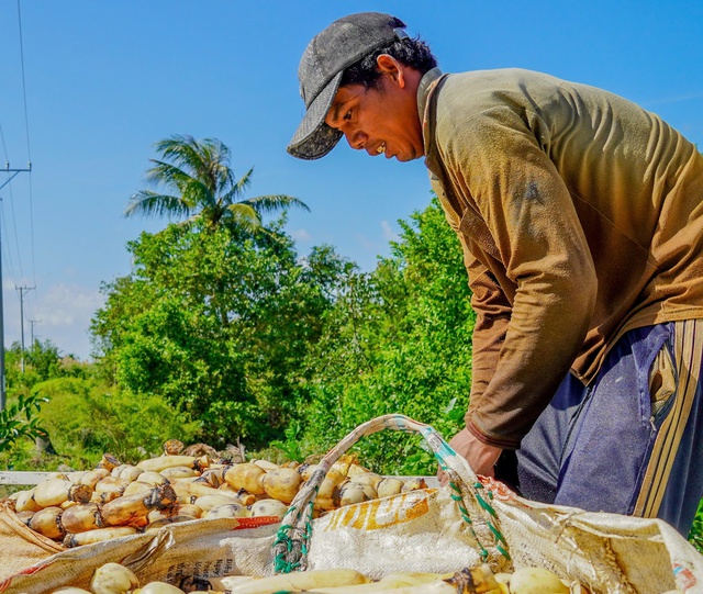 Đồng hương Lê Tuấn Khang ra đồng thu hoạch củ sen, kiếm tiền kha khá mỗi ngày- Ảnh 8.