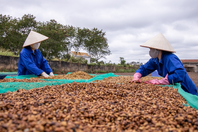 Cà phê thế giới trầm lắng kỳ nghỉ lễ, Tây nguyên ảnh hưởng mưa bão- Ảnh 1.