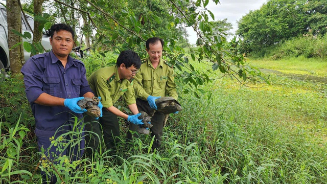 Nhiều động vật hoang dã được thả về tự nhiên- Ảnh 1.