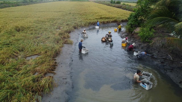 Nông dân Cà Mau trúng đậm vụ lúa - tôm- Ảnh 1.