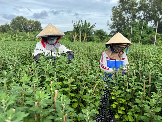 Nhà vườn trồng hoa kiểng bắt đầu chốt đơn- Ảnh 1.