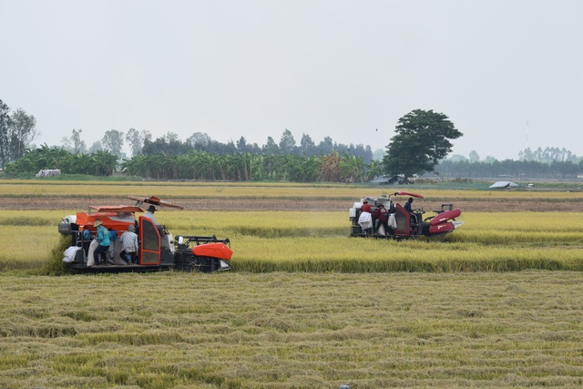 Thu hoạch lúa vụ hè thu 2024 tại Đồng Tháp