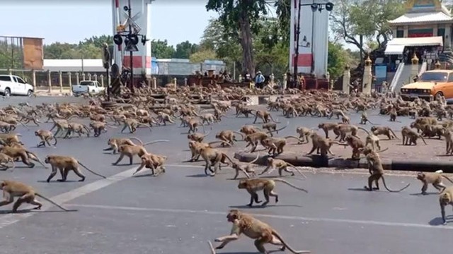 Thành phố Thái Lan báo động vì bị 'đội quân' 3.500 khỉ xâm chiếm- Ảnh 1.