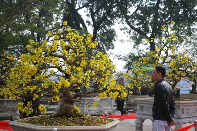 Gần 400 cây mai đủ kiểu dáng thi nhau khoe sắc khiến người xem mãn nhãn- Ảnh 1.