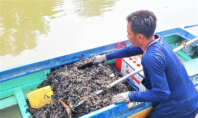 Nghề lặn sông săn vòm đen làm thức ăn cho tôm hùm- Ảnh 1.