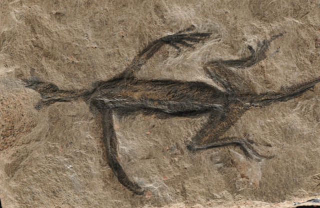 'Vạch mặt' hóa thạch 280 triệu năm đầy bí ẩn hóa ra là đồ dỏm- Ảnh 1.