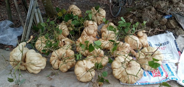 Người thợ mỏ về hưu đam mê trồng củ đậu ‘khủng’ chơi tết- Ảnh 6.