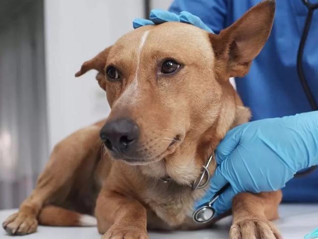 Bệnh lạ khiến chó chết hàng loạt, triệu chứng viêm phổi không đáp ứng kháng sinh- Ảnh 1.