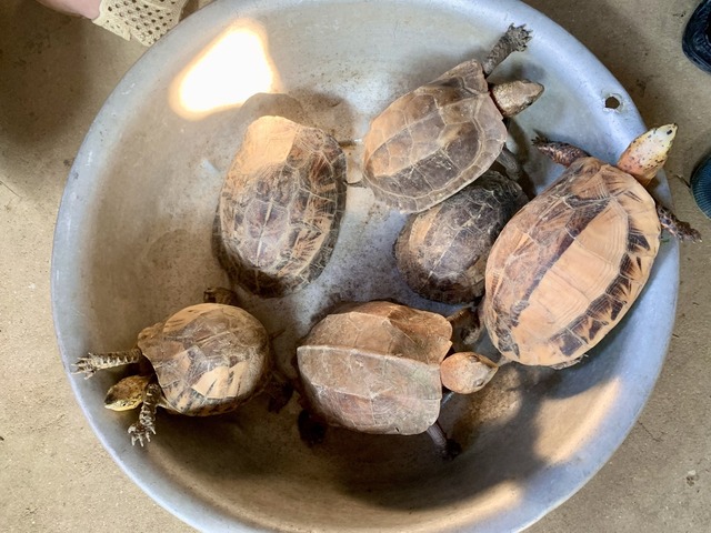 Làm vườn nhà bắt được 6 con rùa quý hiếm- Ảnh 2.