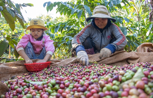 Giá cà phê biến động khó lường- Ảnh 1.