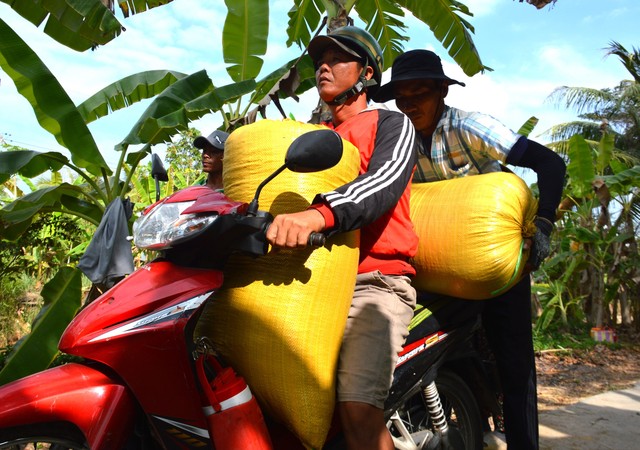 Cà Mau mùa khô hạn, đội xe máy vận chuyển lúa thu nhập lên tới 1 triệu/ngày- Ảnh 5.
