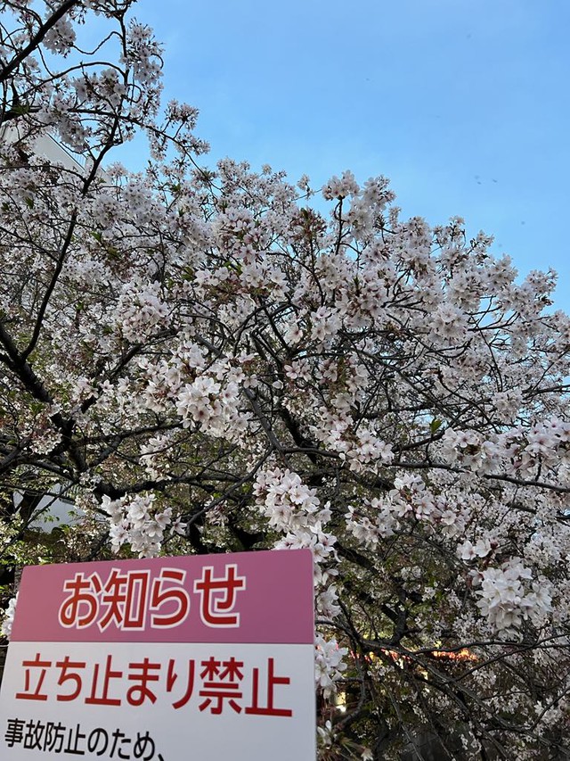 Khoảng 200.000 khách du lịch Việt Nam đến Nhật ngắm hoa anh đào- Ảnh 4.