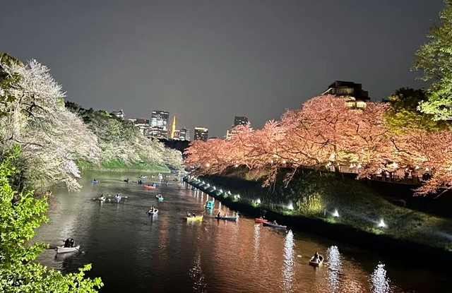 Khoảng 200.000 khách du lịch Việt Nam đến Nhật ngắm hoa anh đào- Ảnh 2.