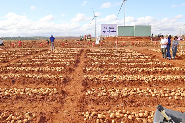 Hỗ trợ trồng khoai tây bền vững, Syngenta giúp nông dân lãi lớn- Ảnh 2.