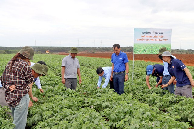 Hỗ trợ trồng khoai tây bền vững, Syngenta giúp nông dân lãi lớn- Ảnh 3.