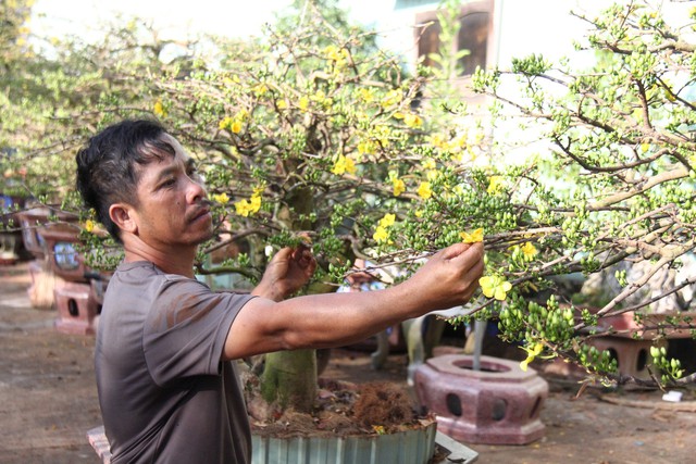 Mai tết nở sớm: Nhà vườn… khóc!- Ảnh 1.