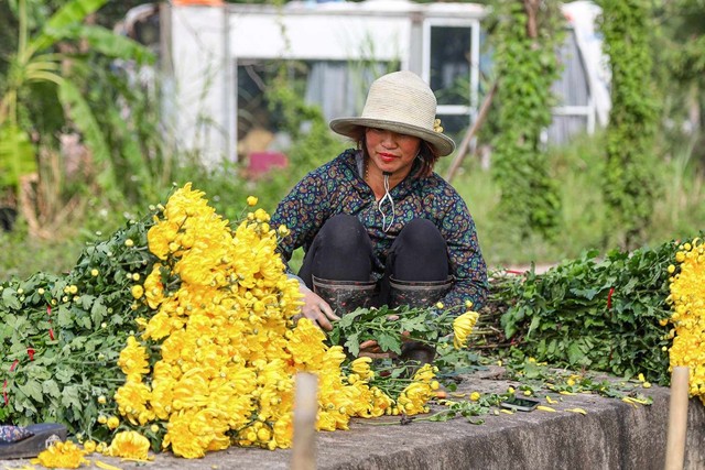 Làng hoa Tây Tựu 'hốt bạc' dịp tết Giáp Thìn- Ảnh 1.