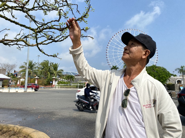 Cây mai hơn 100 năm tuổi... hạ sơn, ai cũng trầm trồ- Ảnh 6.