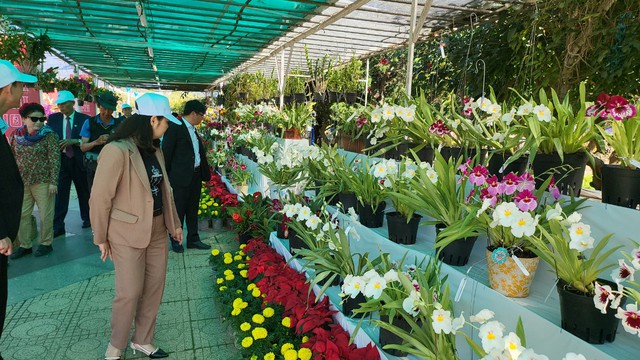 Tết này, Đà Lạt 'đãi khách' bằng hàng ngàn tác phẩm hoa lan- Ảnh 9.