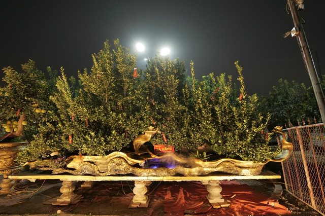 Nhà giàu chi hàng trăm triệu mua cây bưởi Diễn 'khủng' chơi tết- Ảnh 5.