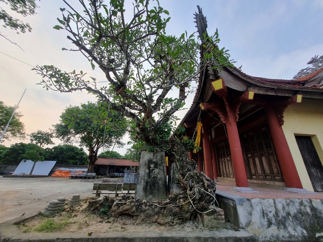 Về Nam Định chiêm ngưỡng 2 cây đại cổ thế uốn tựa rồng bay- Ảnh 4.