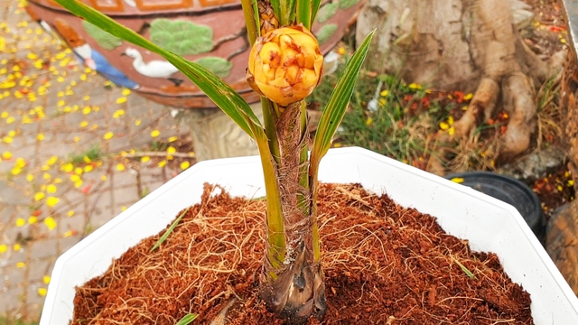 Độc lạ miền Tây mùa tết: Cây dừa cao 40 cm ra hoa kết trái- Ảnh 1.